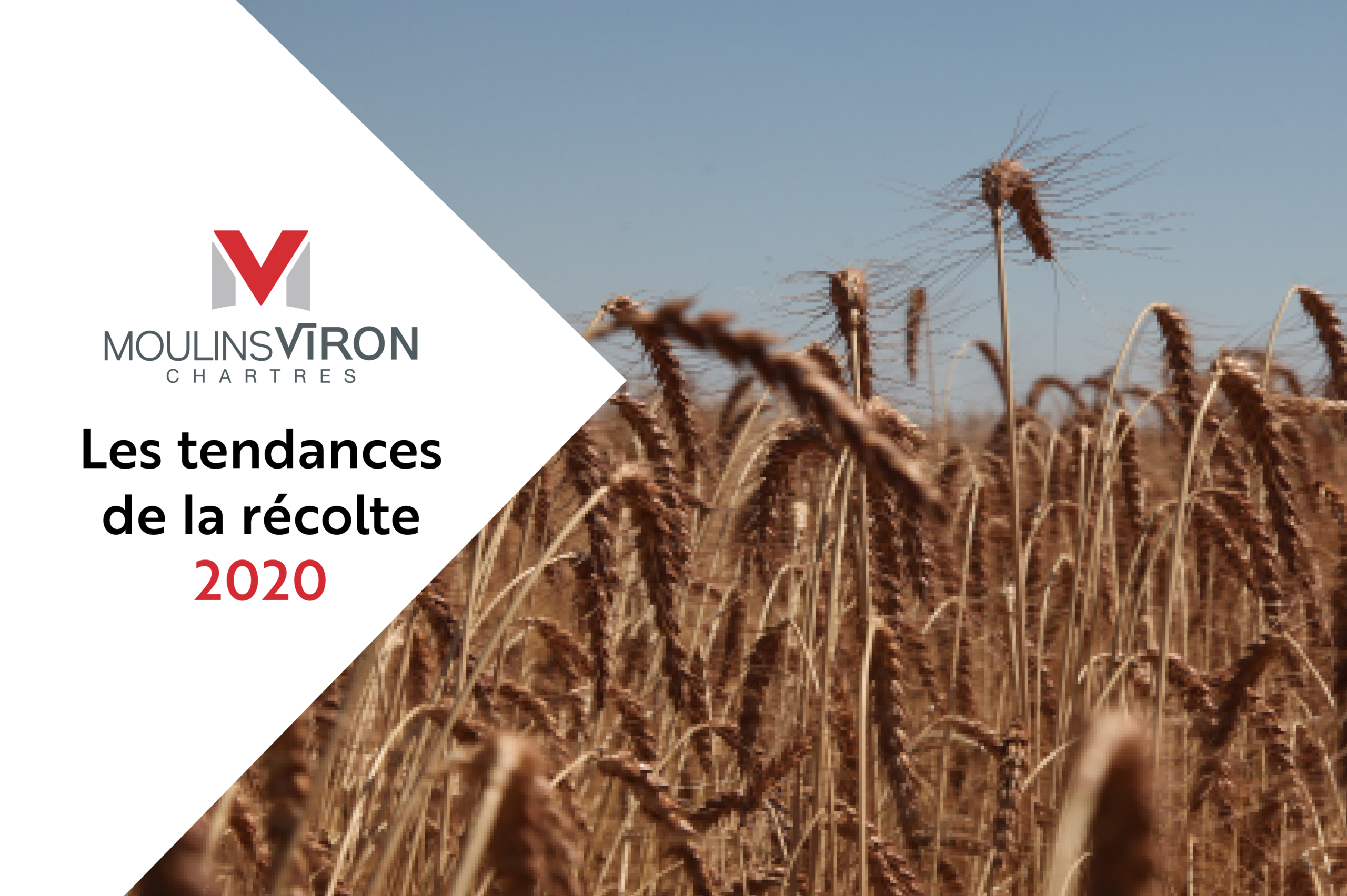 Champs de blé avant la récolte 2020